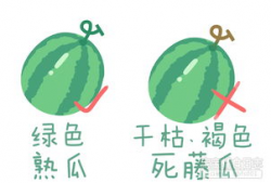 用吃瓜爆料的形式打广告,吃出惊喜，爆出美味！